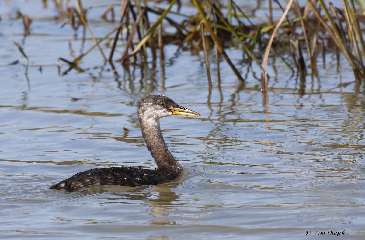 Red-necked Grebe - ML20278601