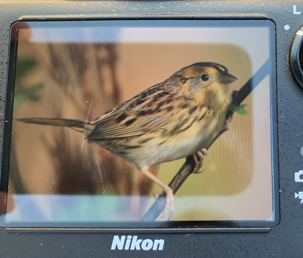 LeConte's Sparrow - ML202788481