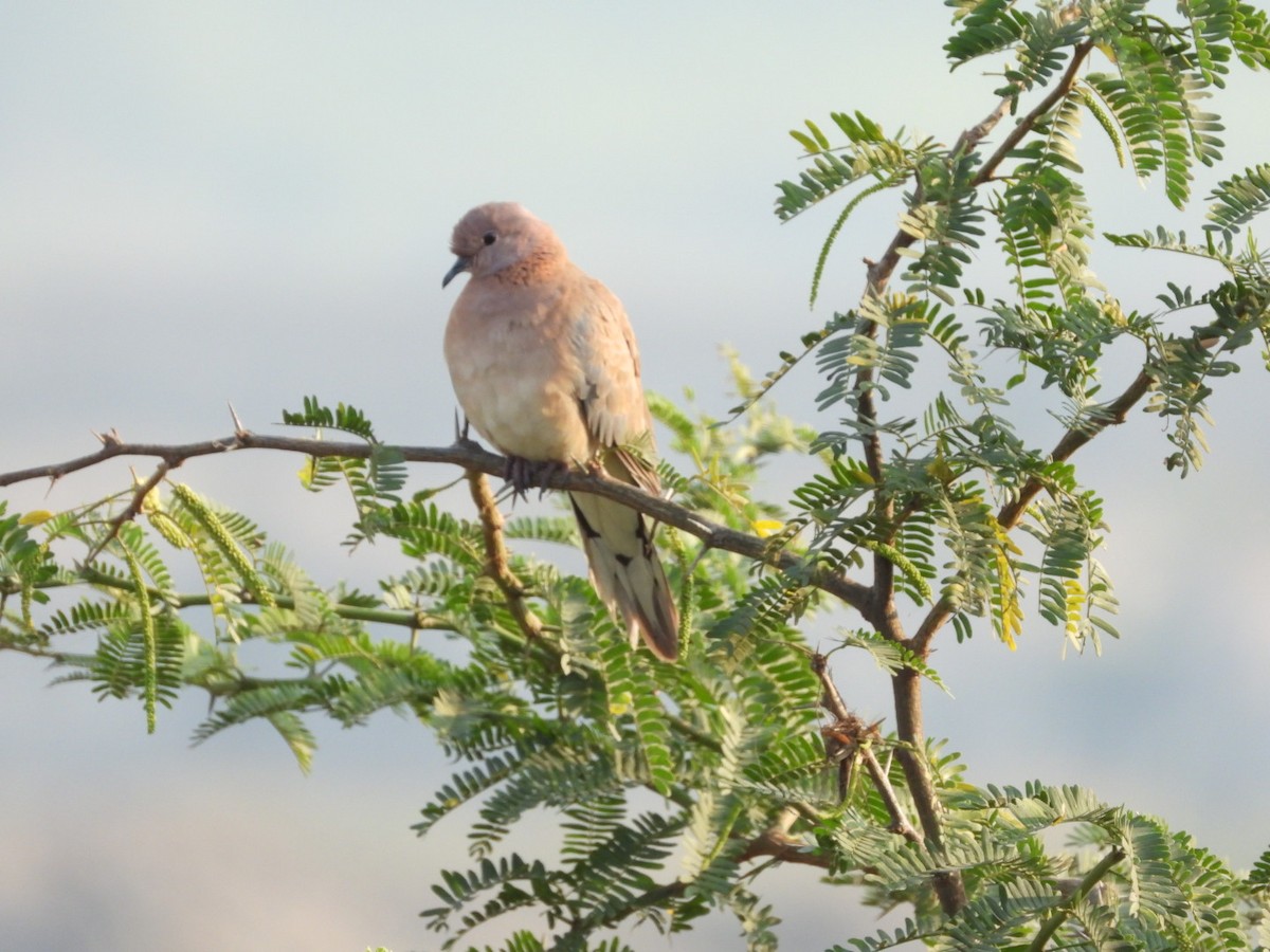 Laughing Dove - ML202789151