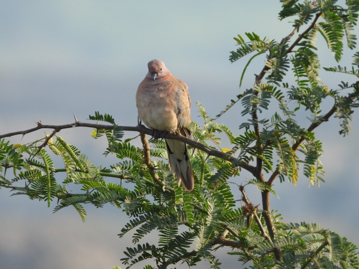 Laughing Dove - ML202789161