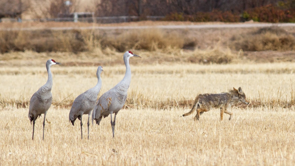 Sandhill Crane - ML202789991