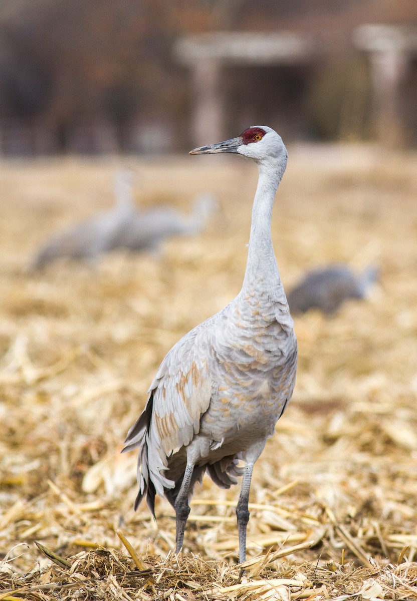 Sandhill Crane - ML202790061