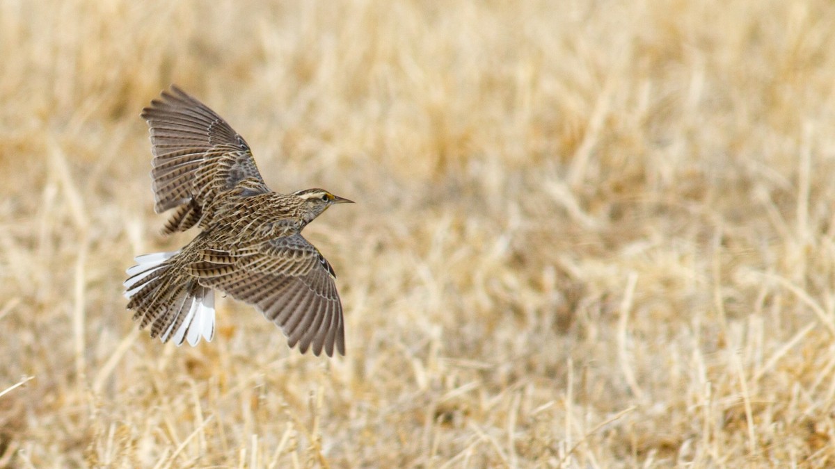 Western Meadowlark - Fyn Kynd