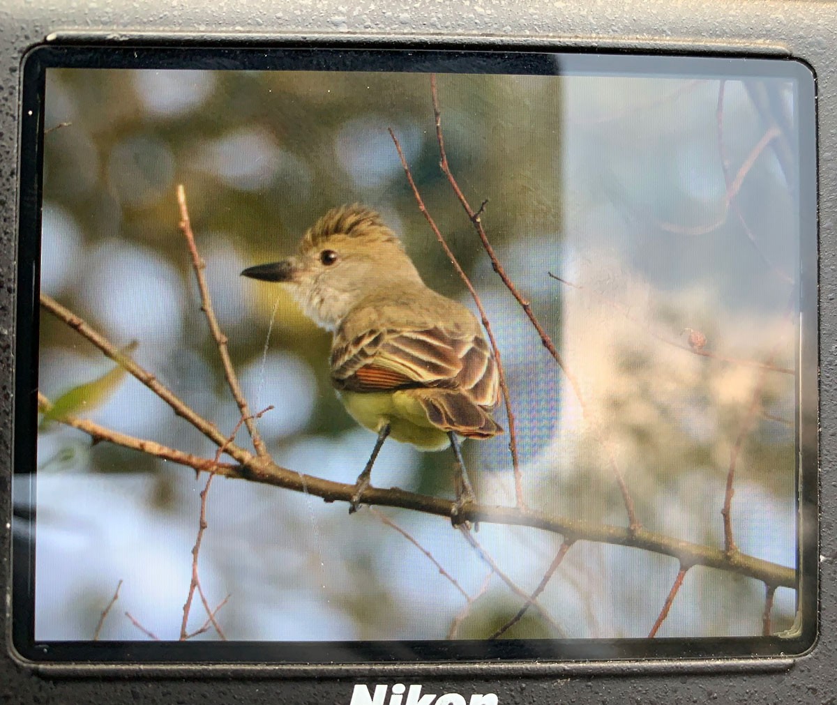 Brown-crested Flycatcher - ML202790561