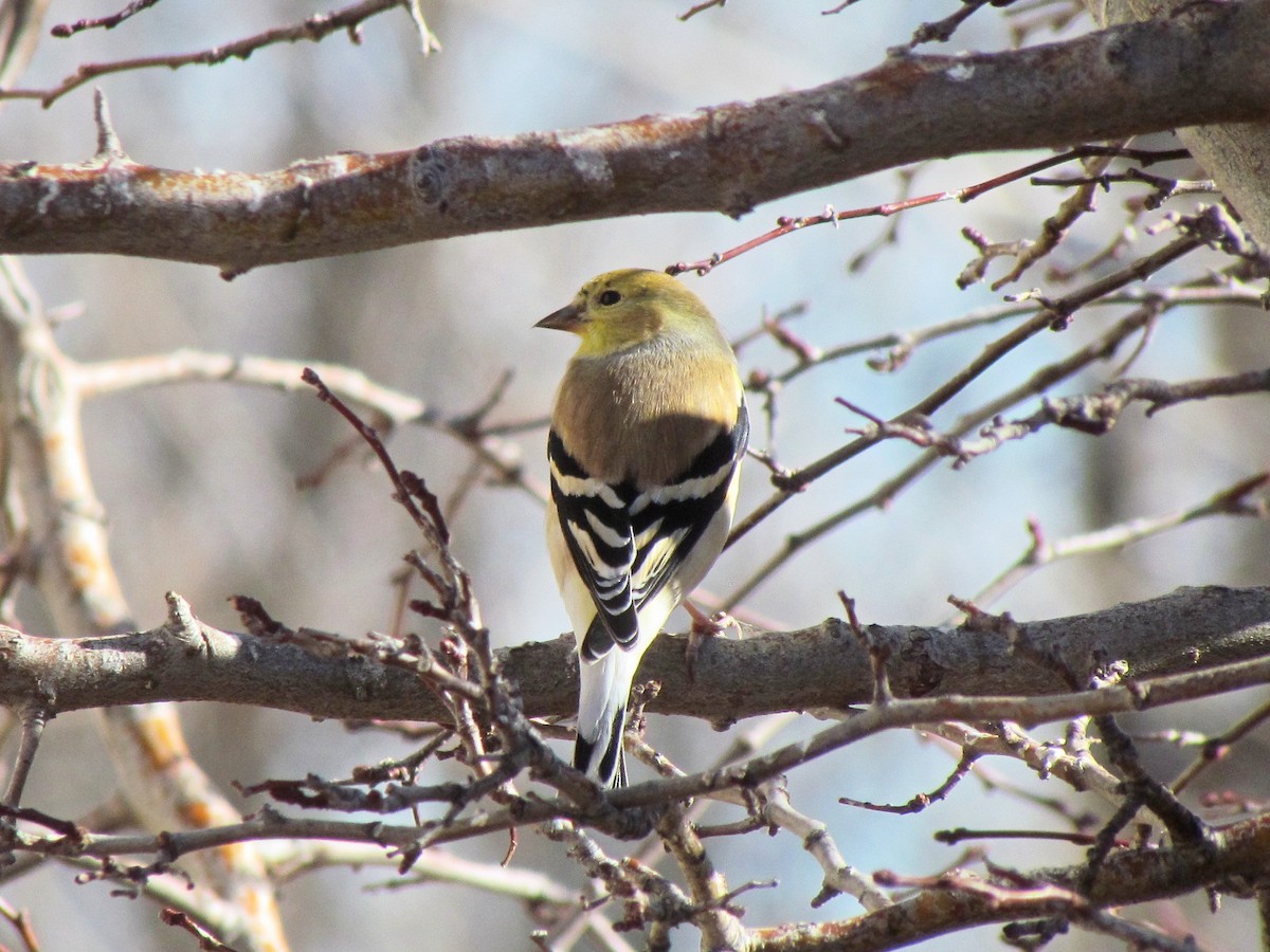 American Goldfinch - ML202791391