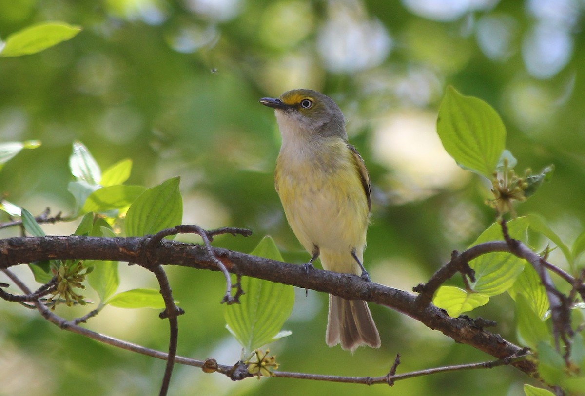 White-eyed Vireo - Devin Griffiths