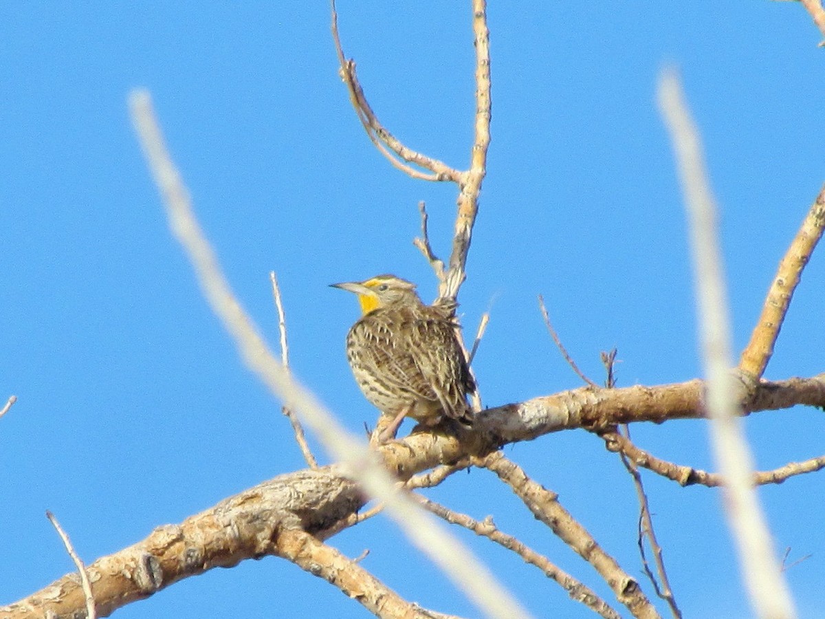 Western Meadowlark - ML202791601