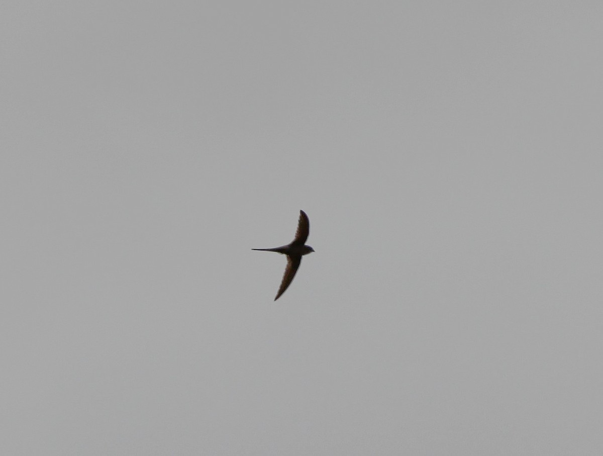 African Palm Swift - ML202792071