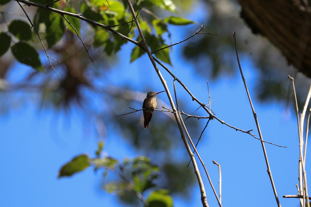 Buff-bellied Hummingbird - Ian Souza-Cole