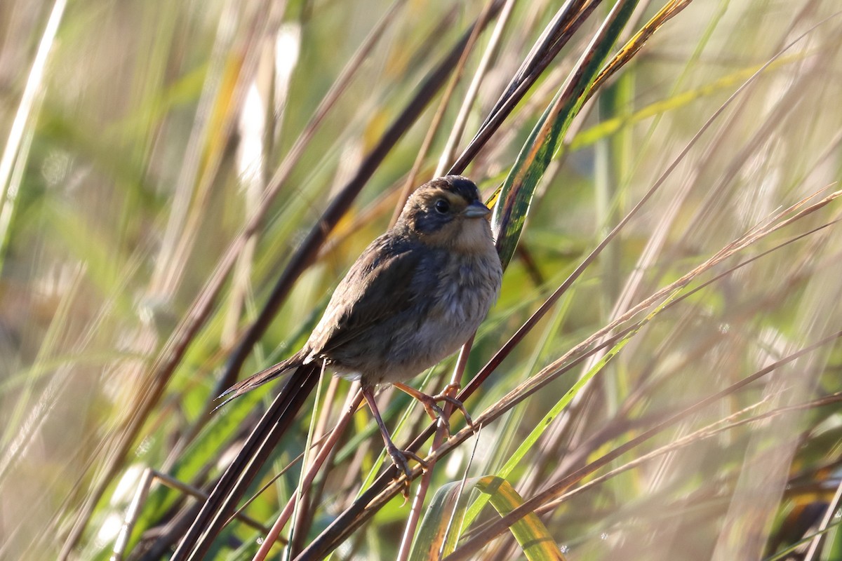 Saltmarsh Sparrow - ML202793971