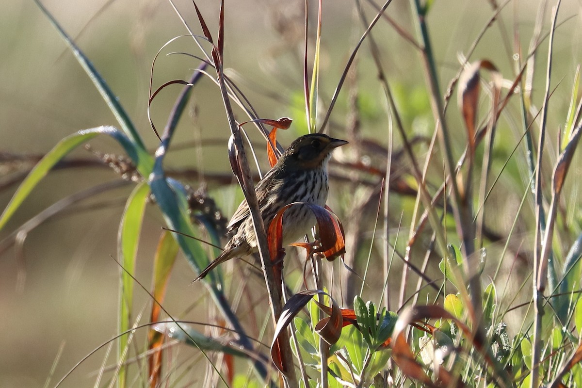 Saltmarsh Sparrow - ML202794481