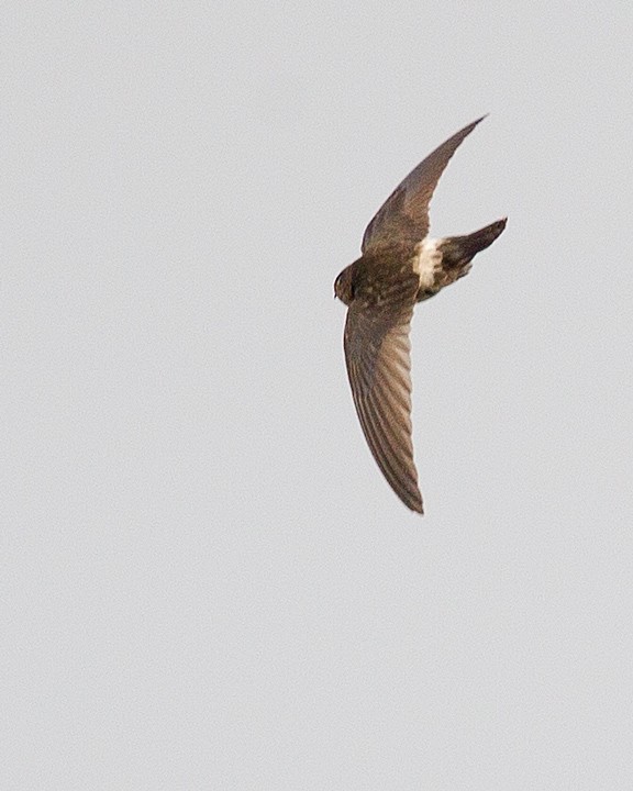 Australian Swiftlet - ML20279671