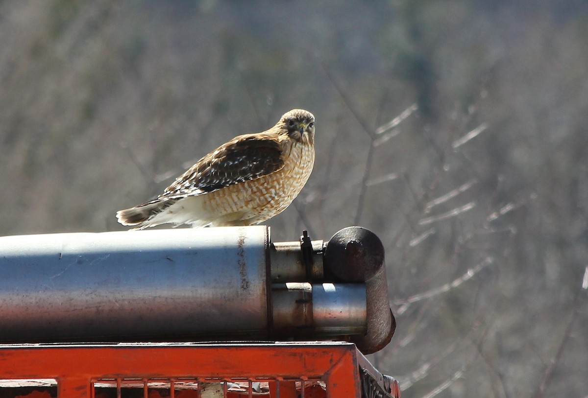 Red-shouldered Hawk - ML20279681