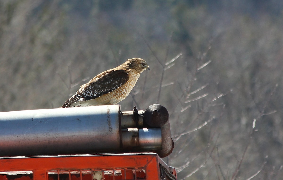 Red-shouldered Hawk - Devin Griffiths