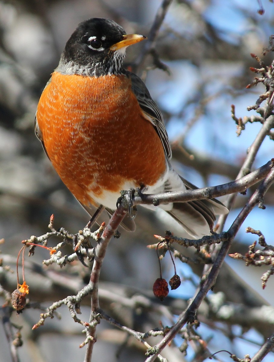 American Robin - ML20279751