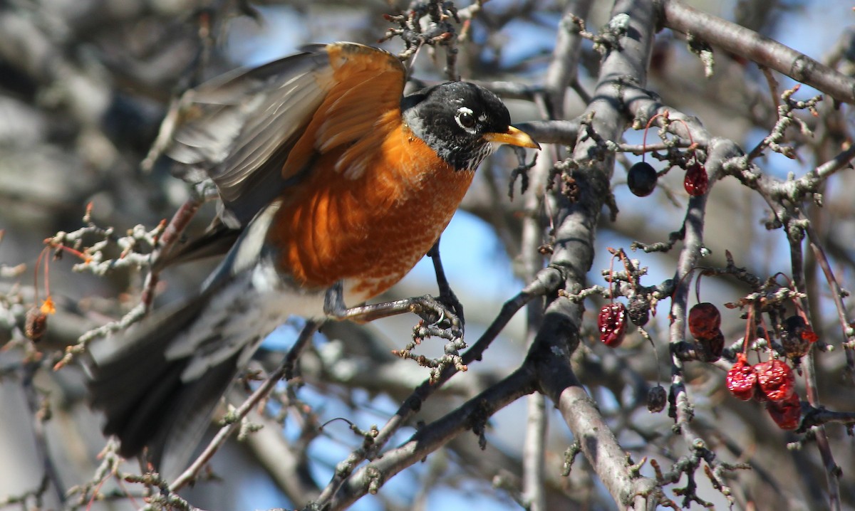 American Robin - ML20279761