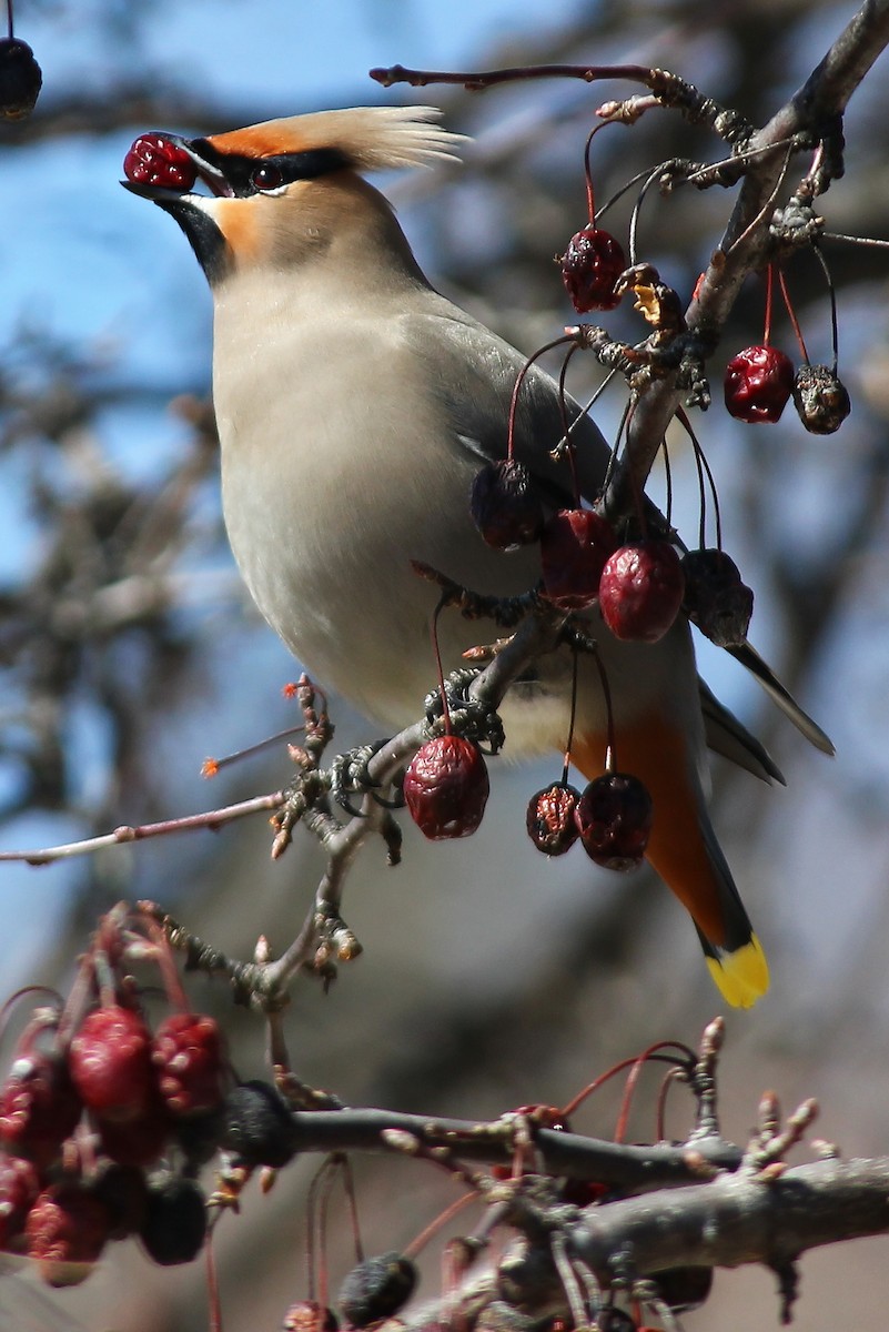 Bohemian Waxwing - ML20279781