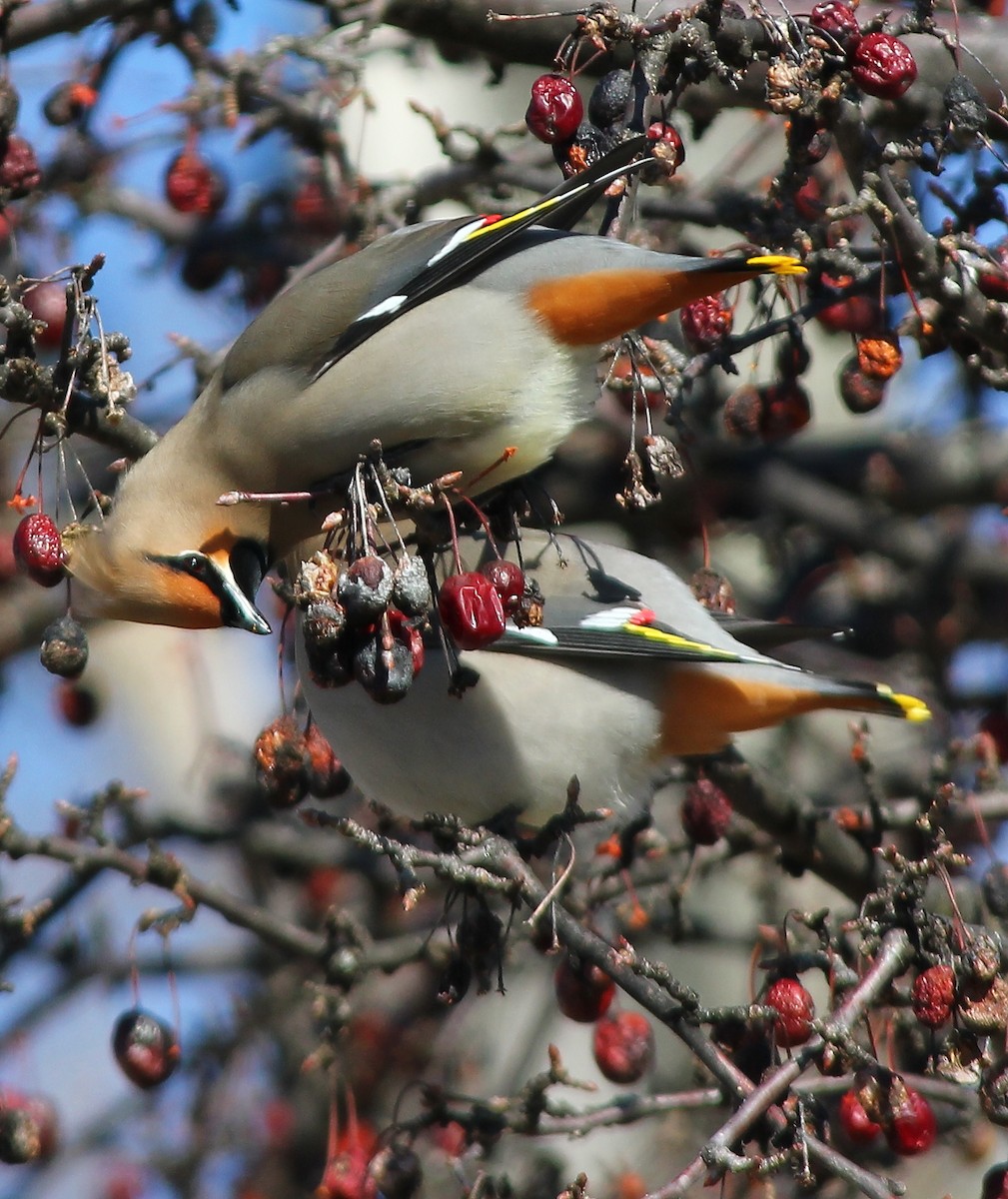 Bohemian Waxwing - ML20279791