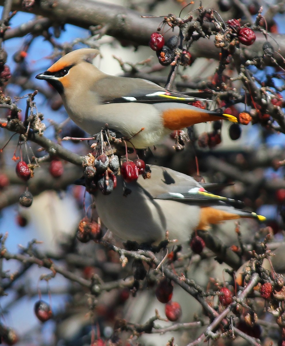 Bohemian Waxwing - ML20279801