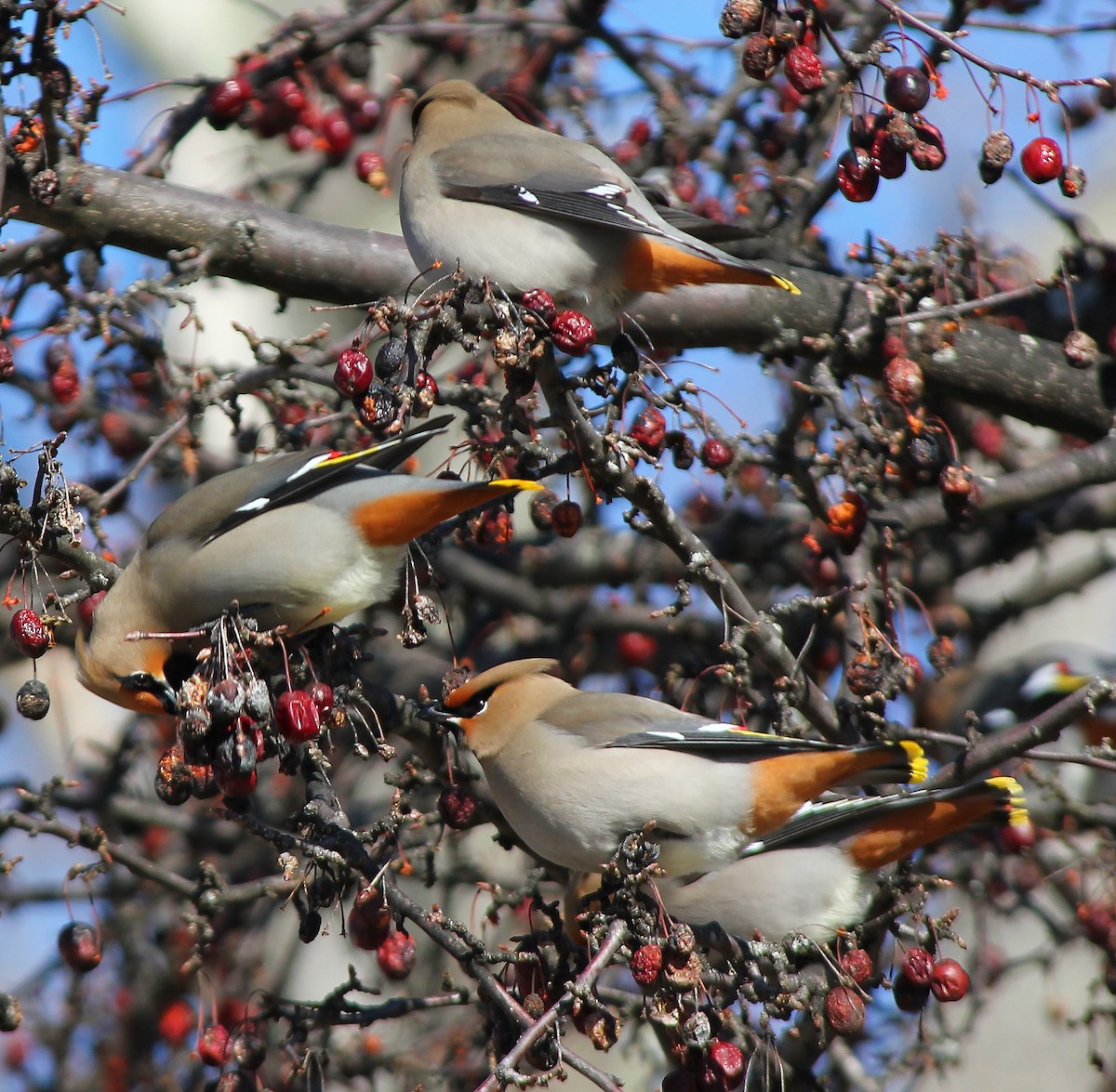 Bohemian Waxwing - ML20279811