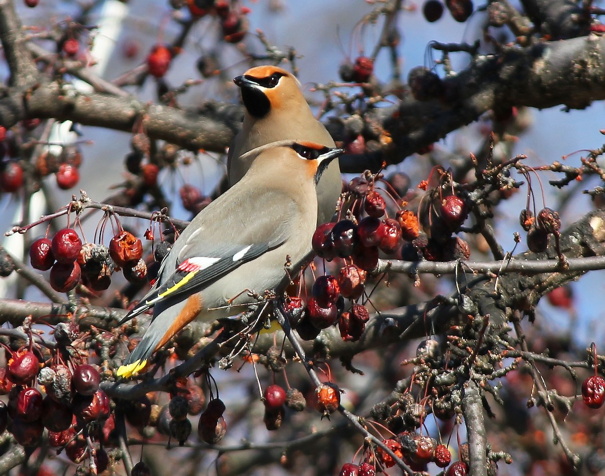 Bohemian Waxwing - ML20279821