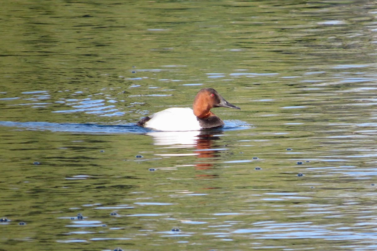 Canvasback - ML202798731