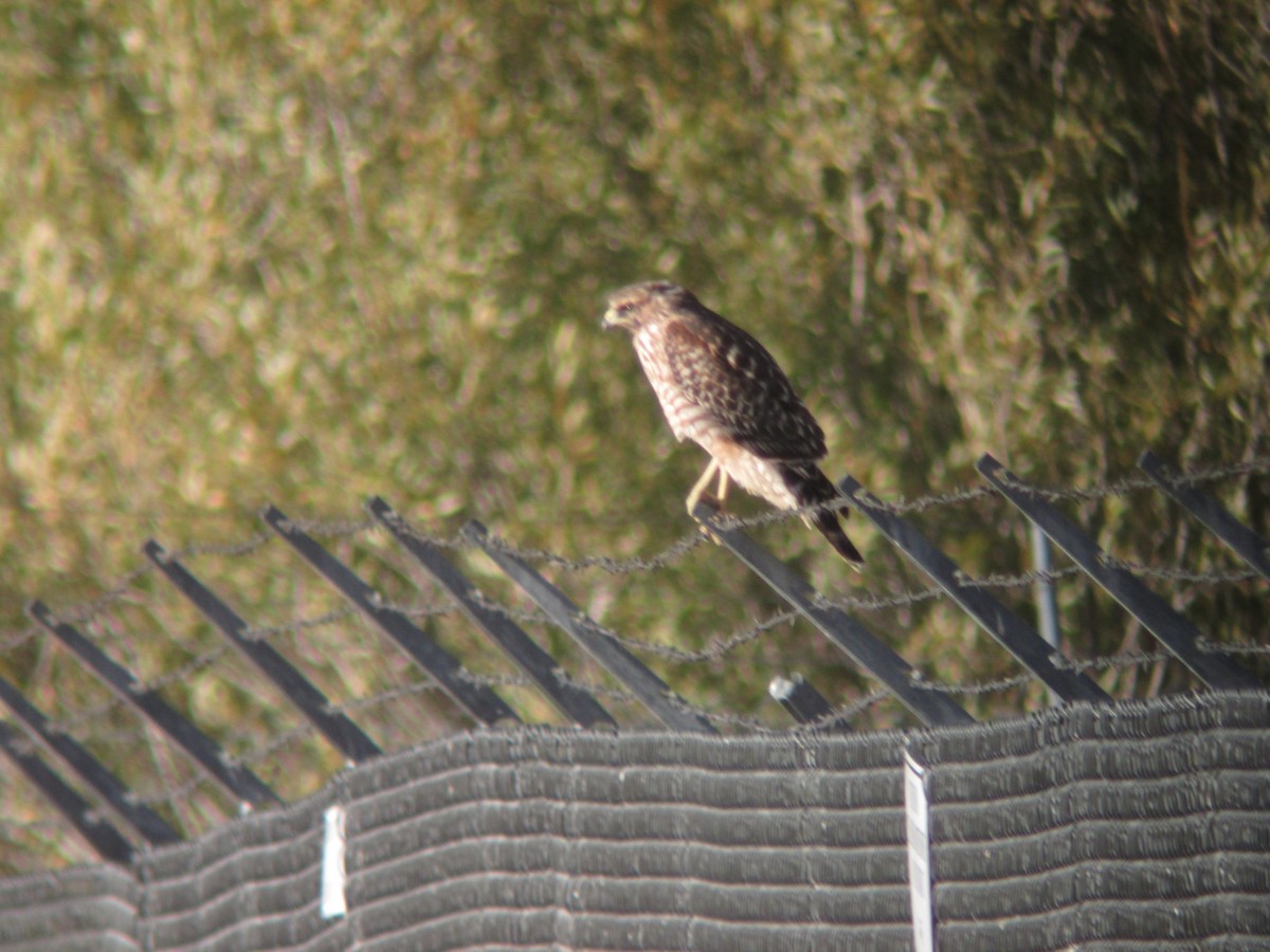 Red-shouldered Hawk - Colin Dillingham