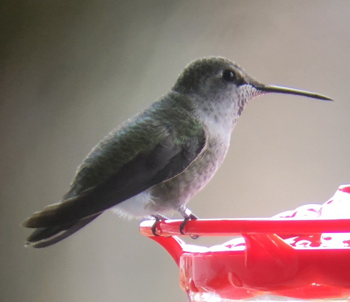 Anna's Hummingbird - ML202804191