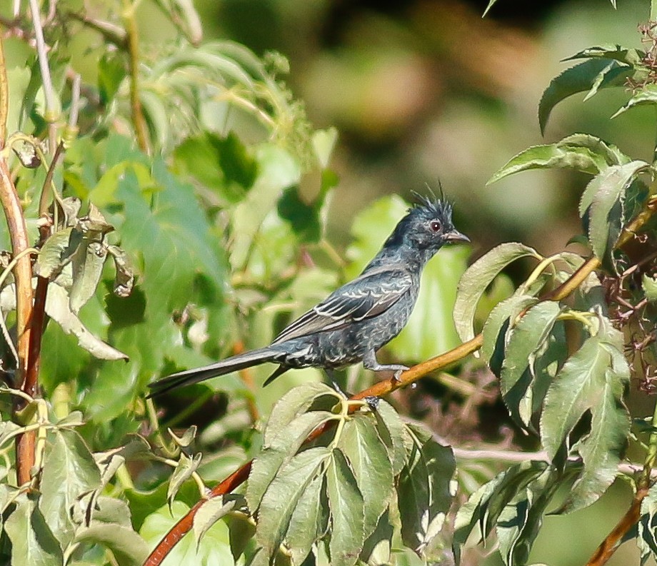 Kara Faynopepla - ML20280641