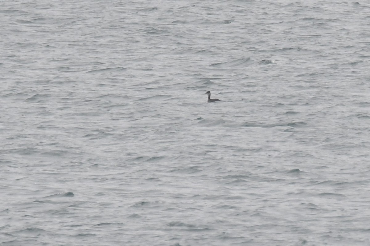 Red-necked Grebe - Ted Bradford