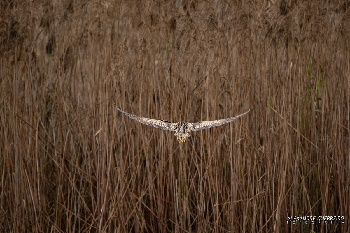 Great Bittern - ML202807481