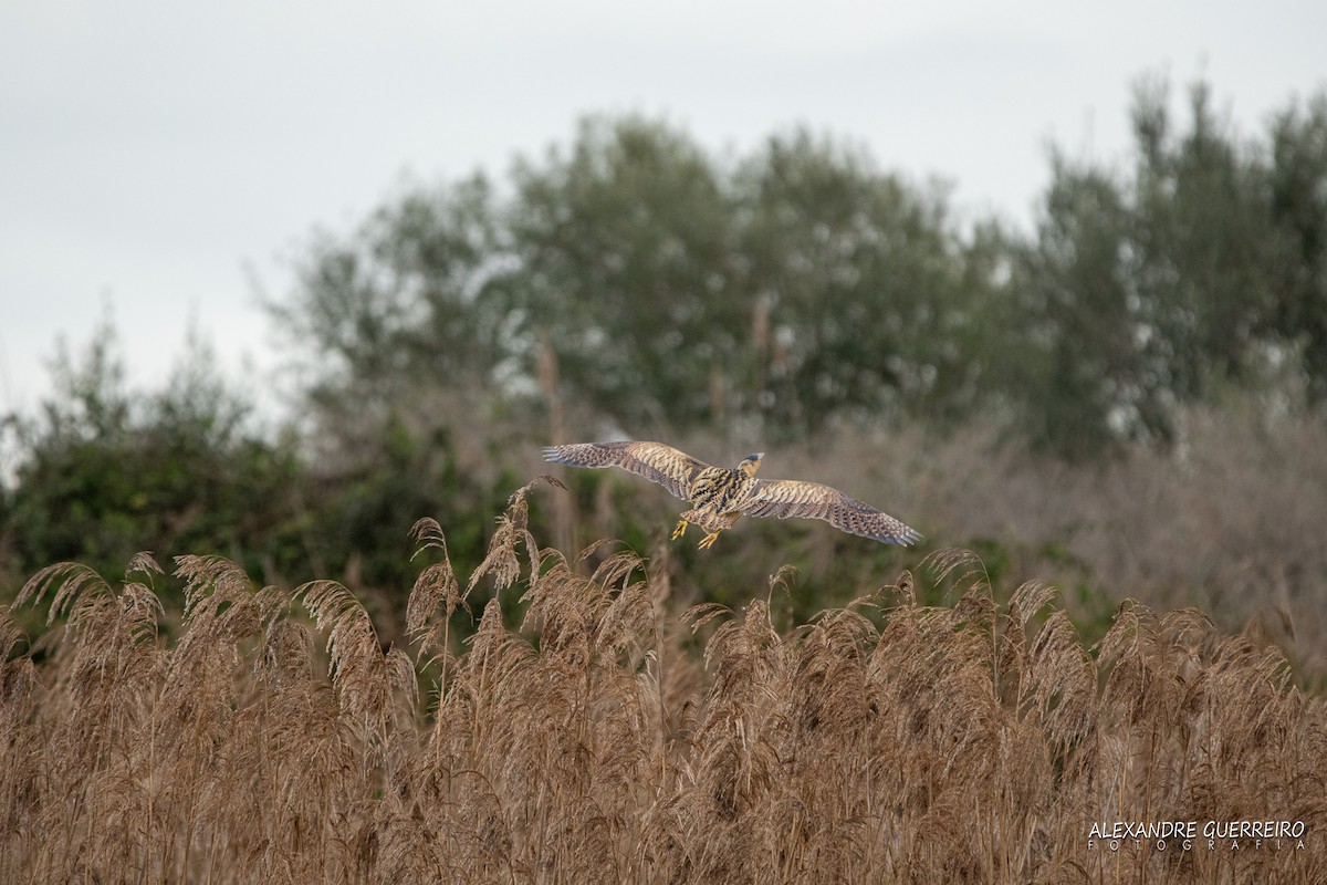 Great Bittern - ML202807501