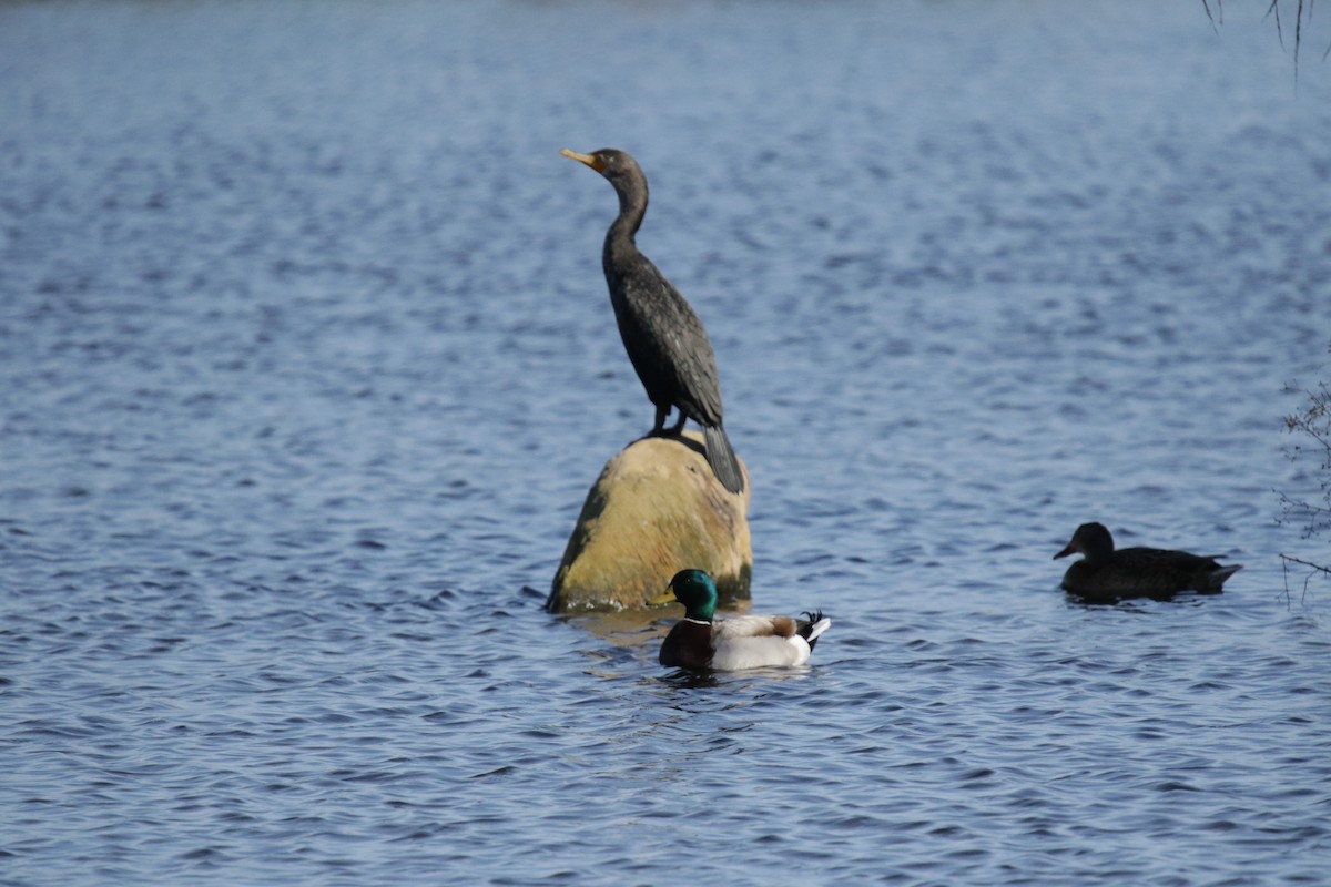 Double-crested Cormorant - ML202808171