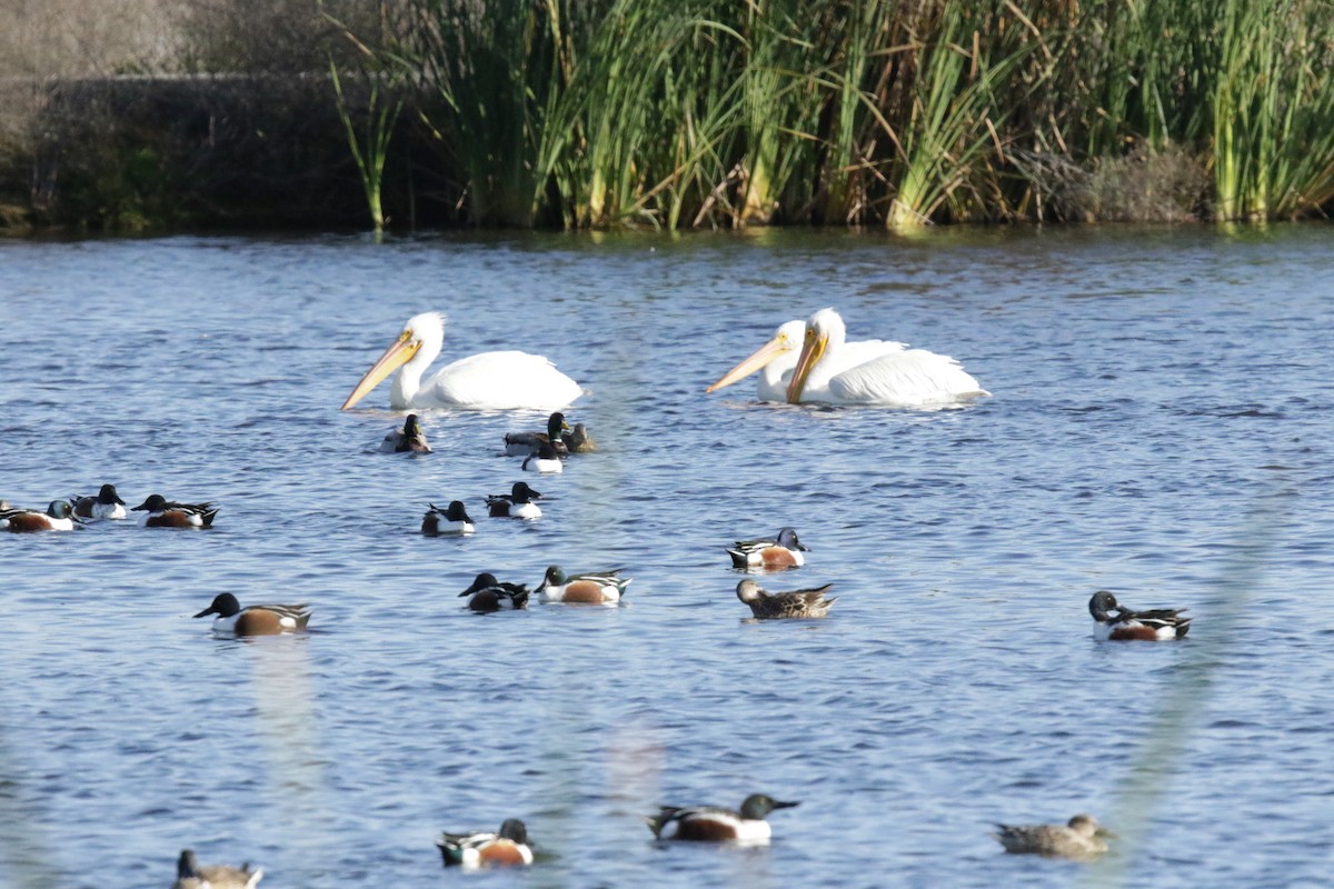 American White Pelican - ML202808191