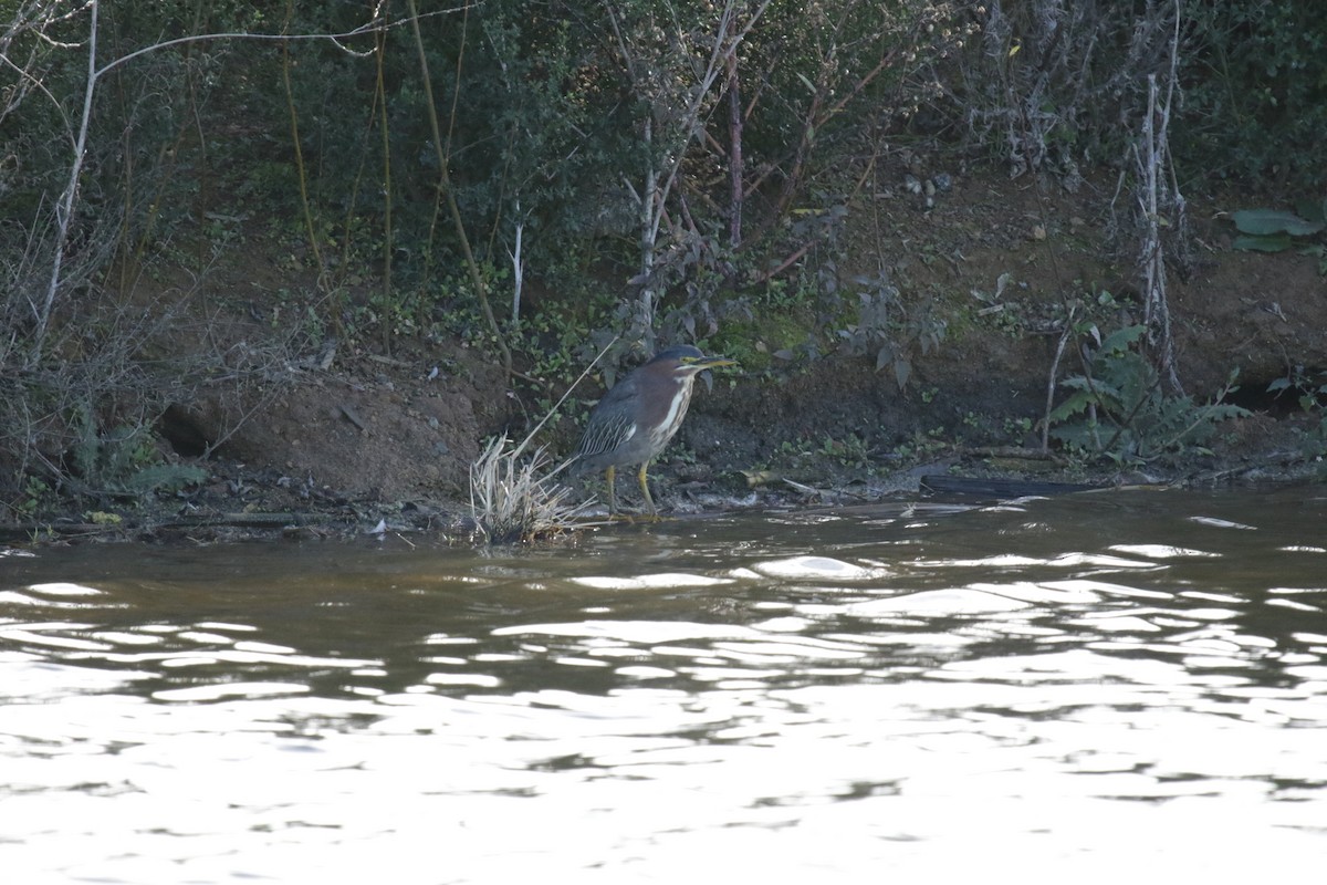 Green Heron - ML202808241