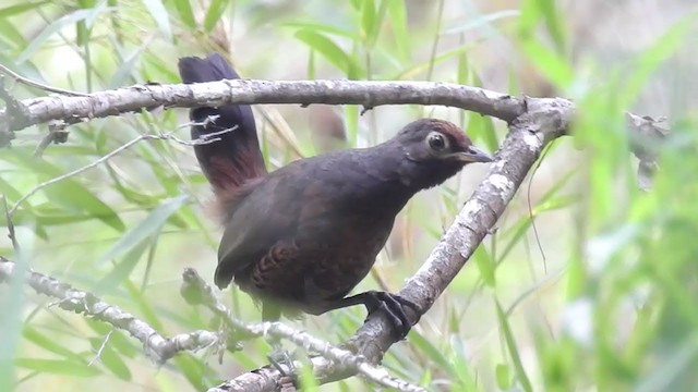 Black-throated Huet-huet - ML202810731