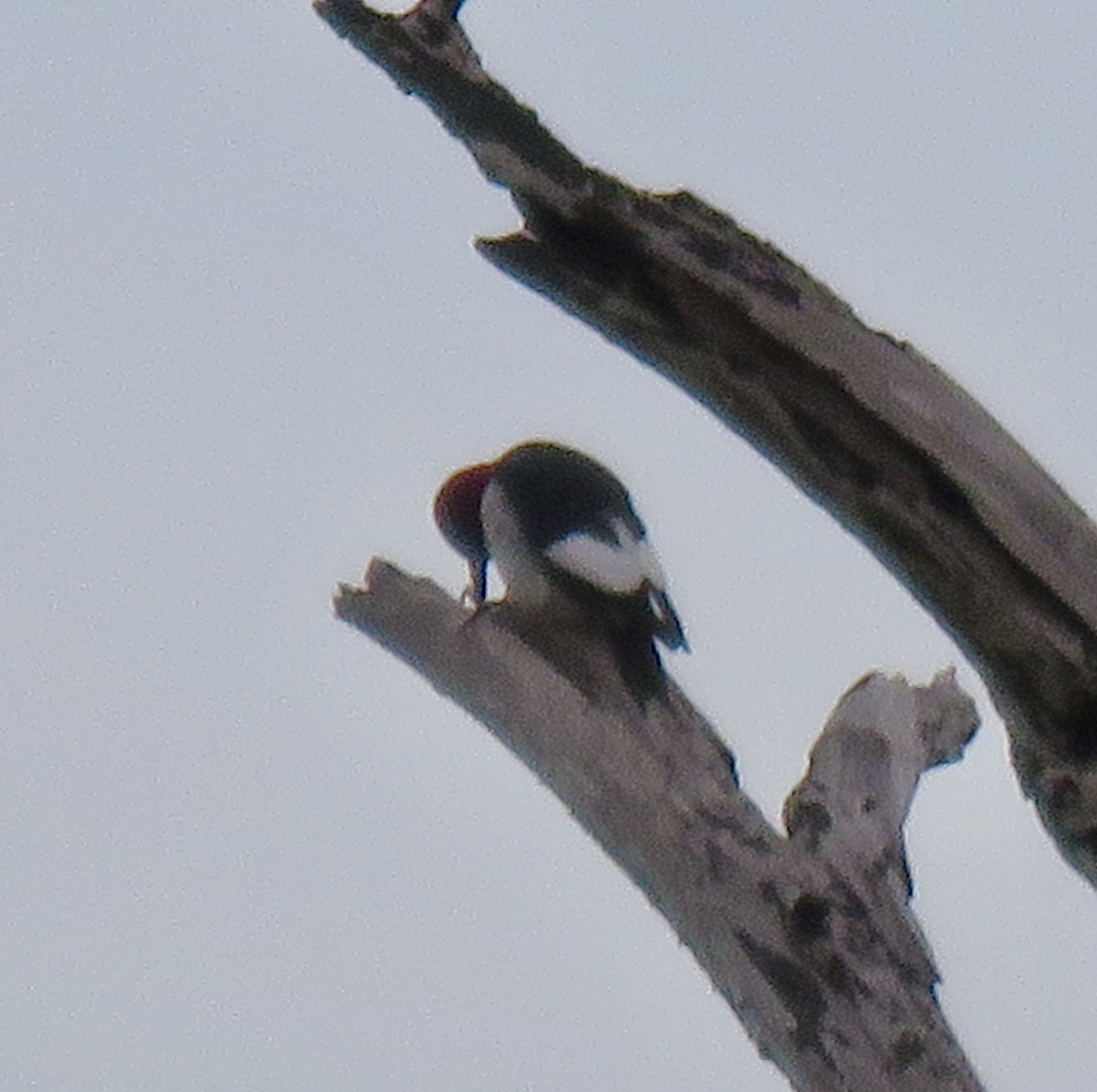 Red-headed Woodpecker - ML202810801