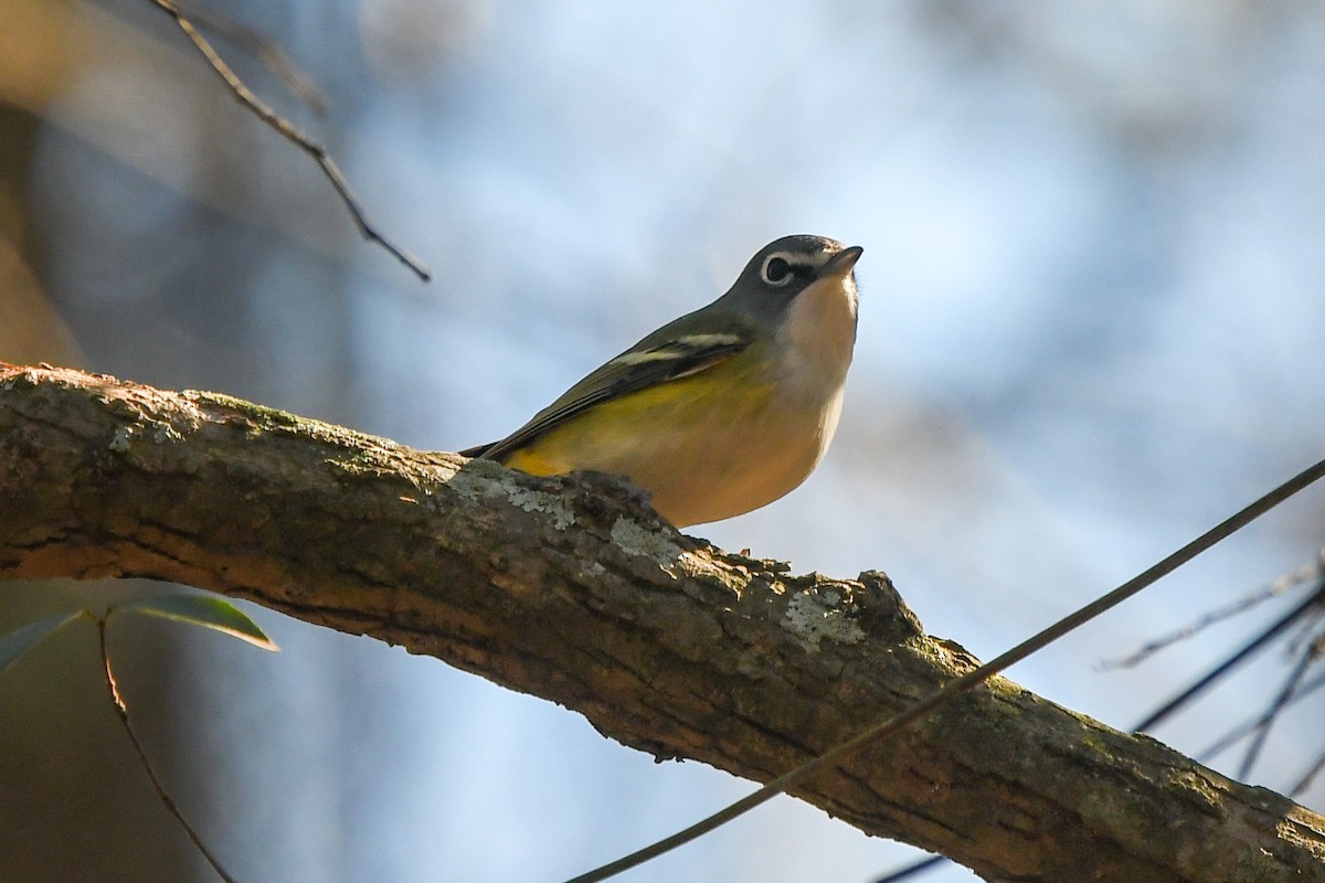 Blue-headed Vireo - ML202811201