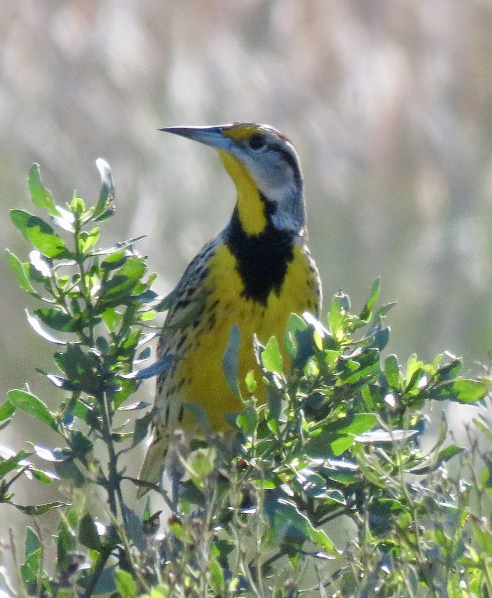 Eastern Meadowlark - Don Glasco