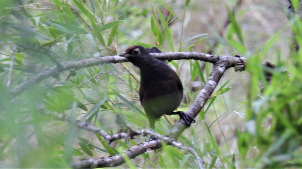 Black-throated Huet-huet - Pablo Alejandro Pla