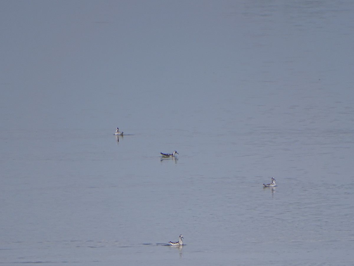 Red-necked Phalarope - Angel Fong (Go Bird Honduras)