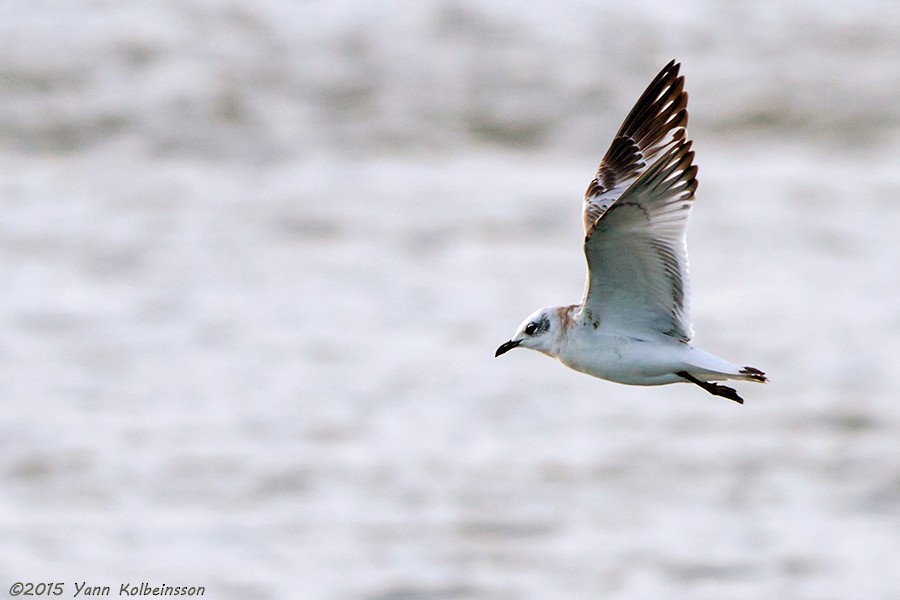 Mediterranean Gull - Yann Kolbeinsson