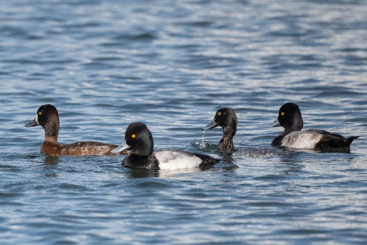 Lesser Scaup - ML202813311