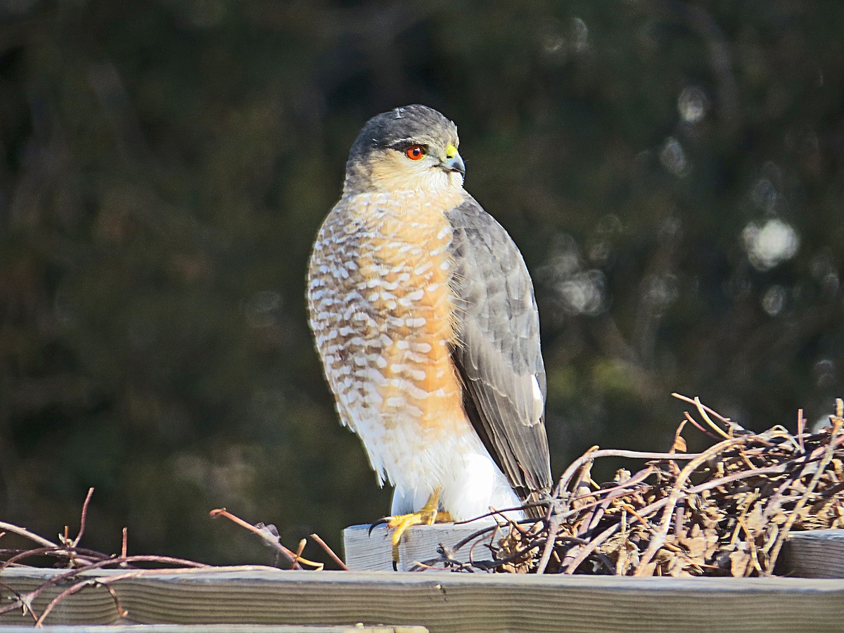 Sharp-shinned Hawk - ML202814051