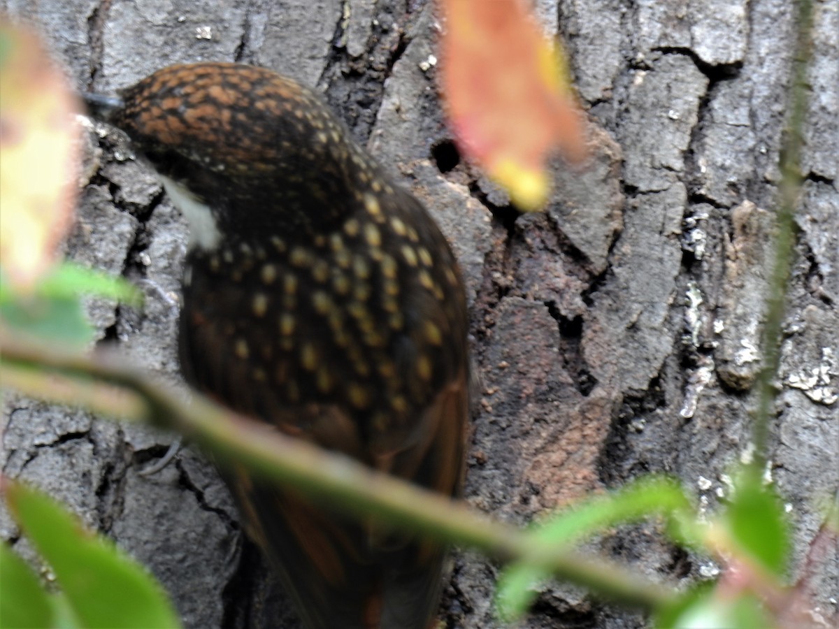 White-throated Treerunner - ML202814081