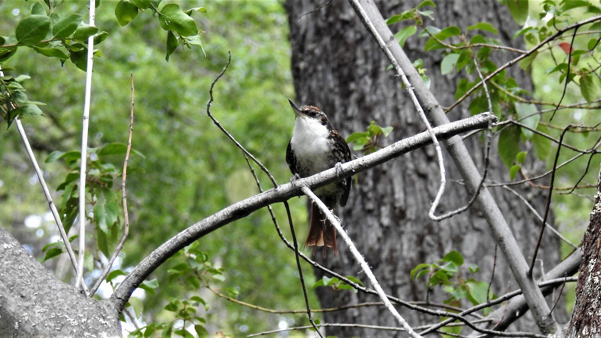 White-throated Treerunner - ML202814311