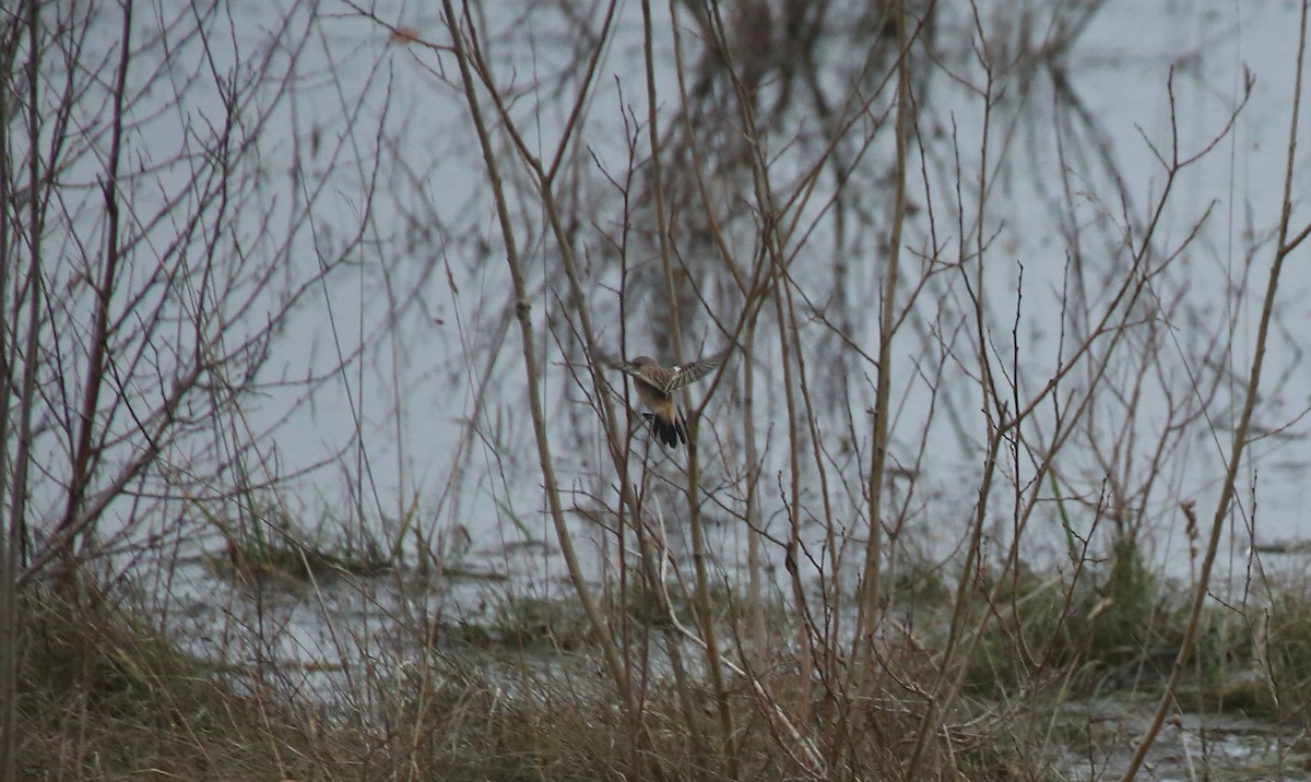 Siberian Stonechat (Siberian) - ML202816791