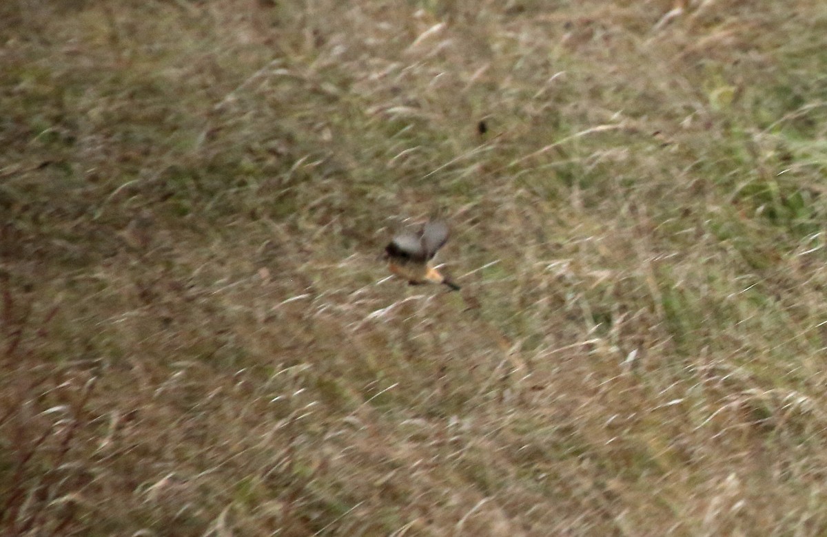 Siberian Stonechat (Siberian) - ML202816871