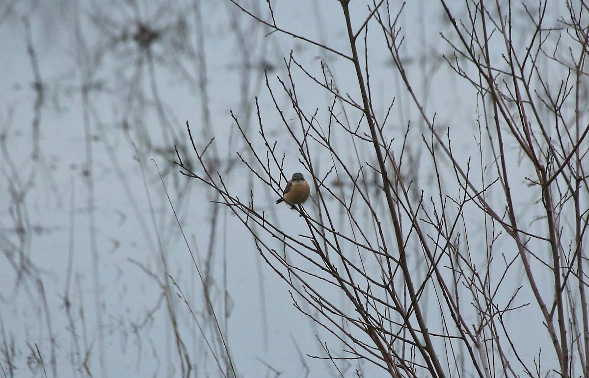 Siberian Stonechat (Siberian) - ML202816931