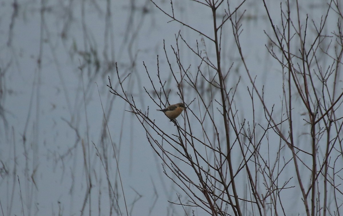 Siberian Stonechat (Siberian) - ML202816991